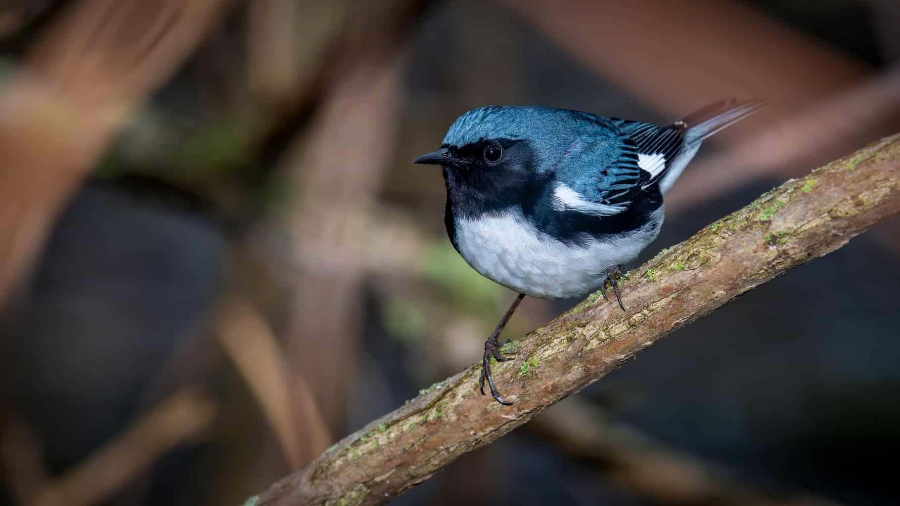 14 pájaros que parecen arrendajos azules: la guía definitiva sobre pájaros