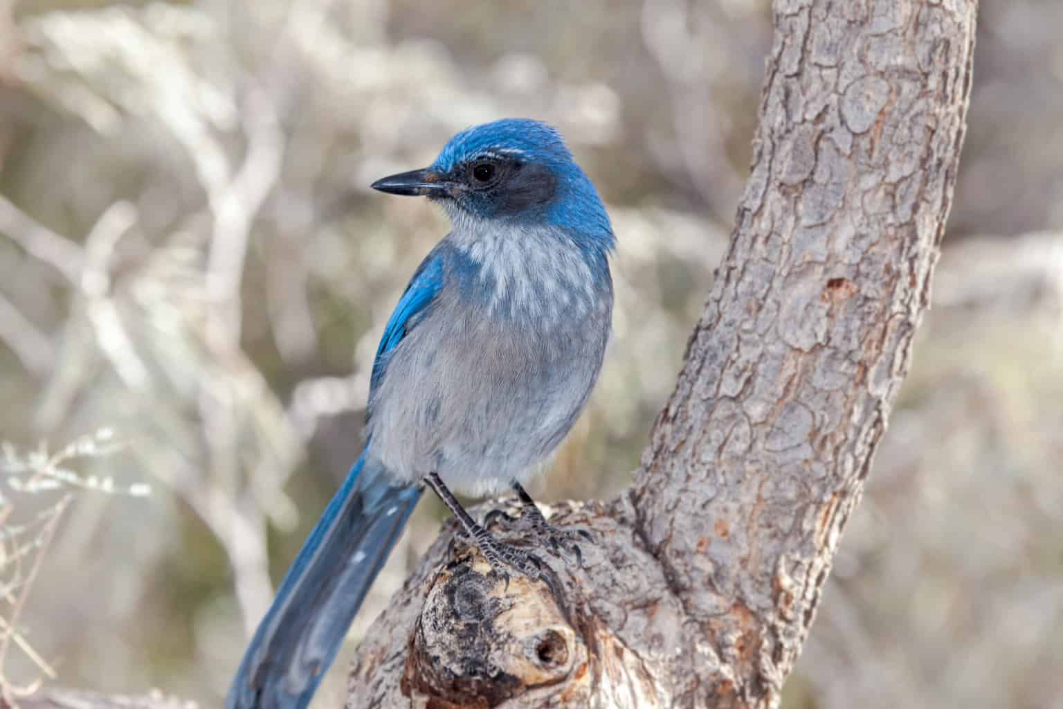 14 pájaros que parecen arrendajos azules: la guía definitiva sobre pájaros