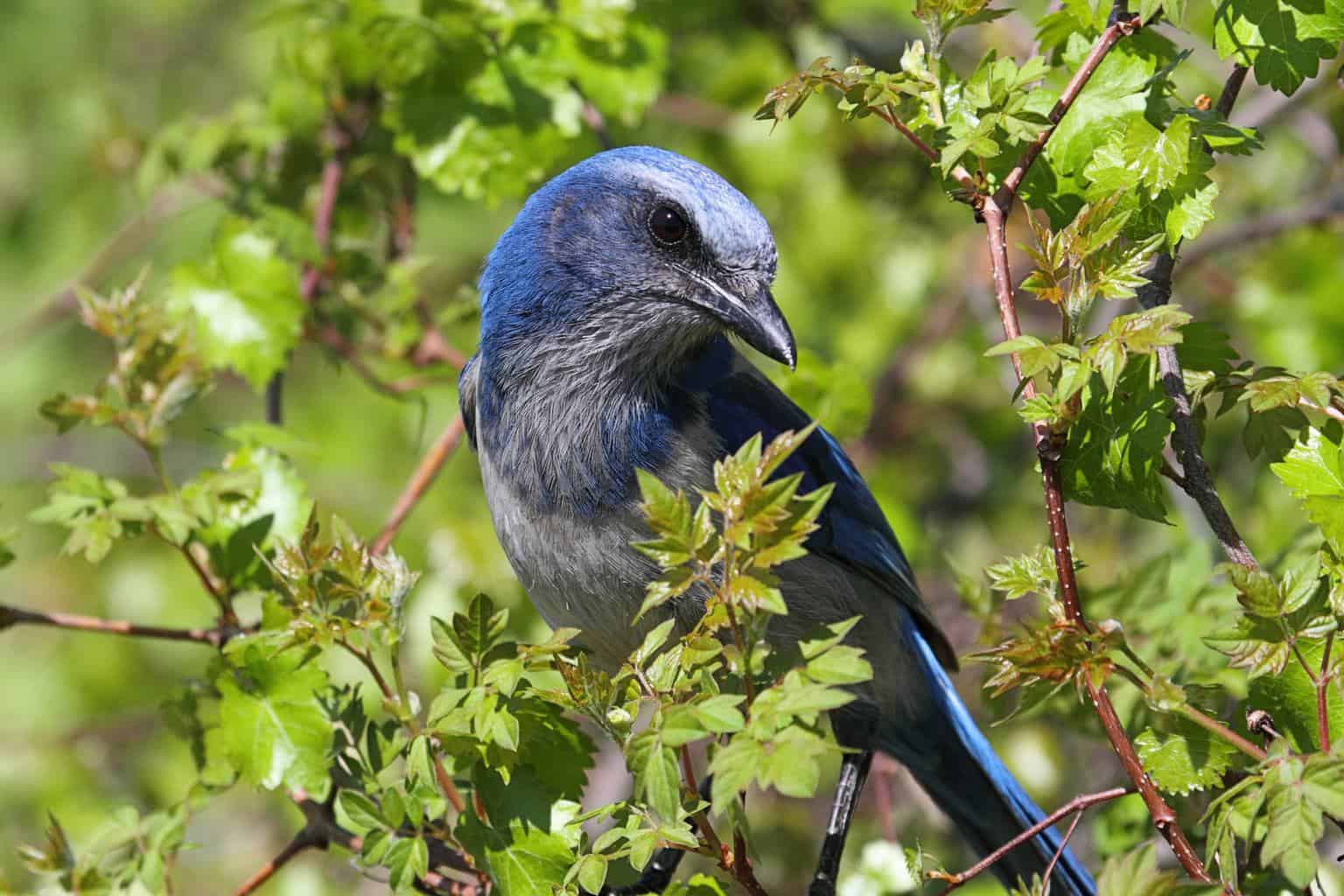 14 pájaros que parecen arrendajos azules: la guía definitiva sobre pájaros
