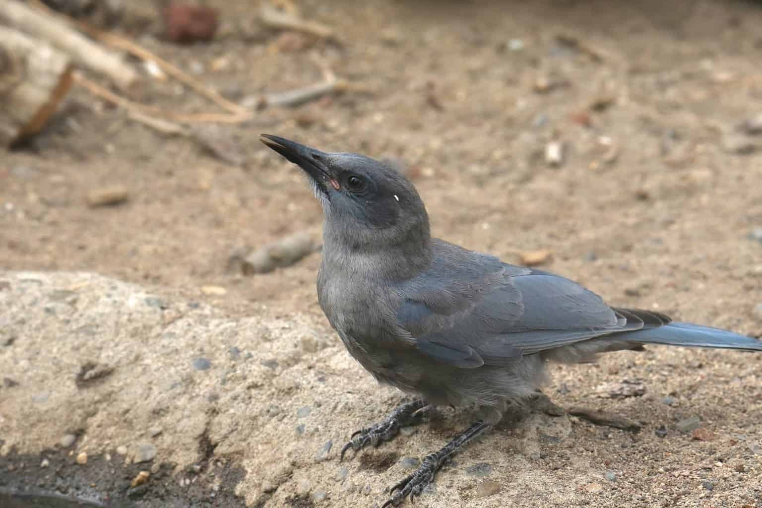 14 pájaros que parecen arrendajos azules: la guía definitiva sobre pájaros