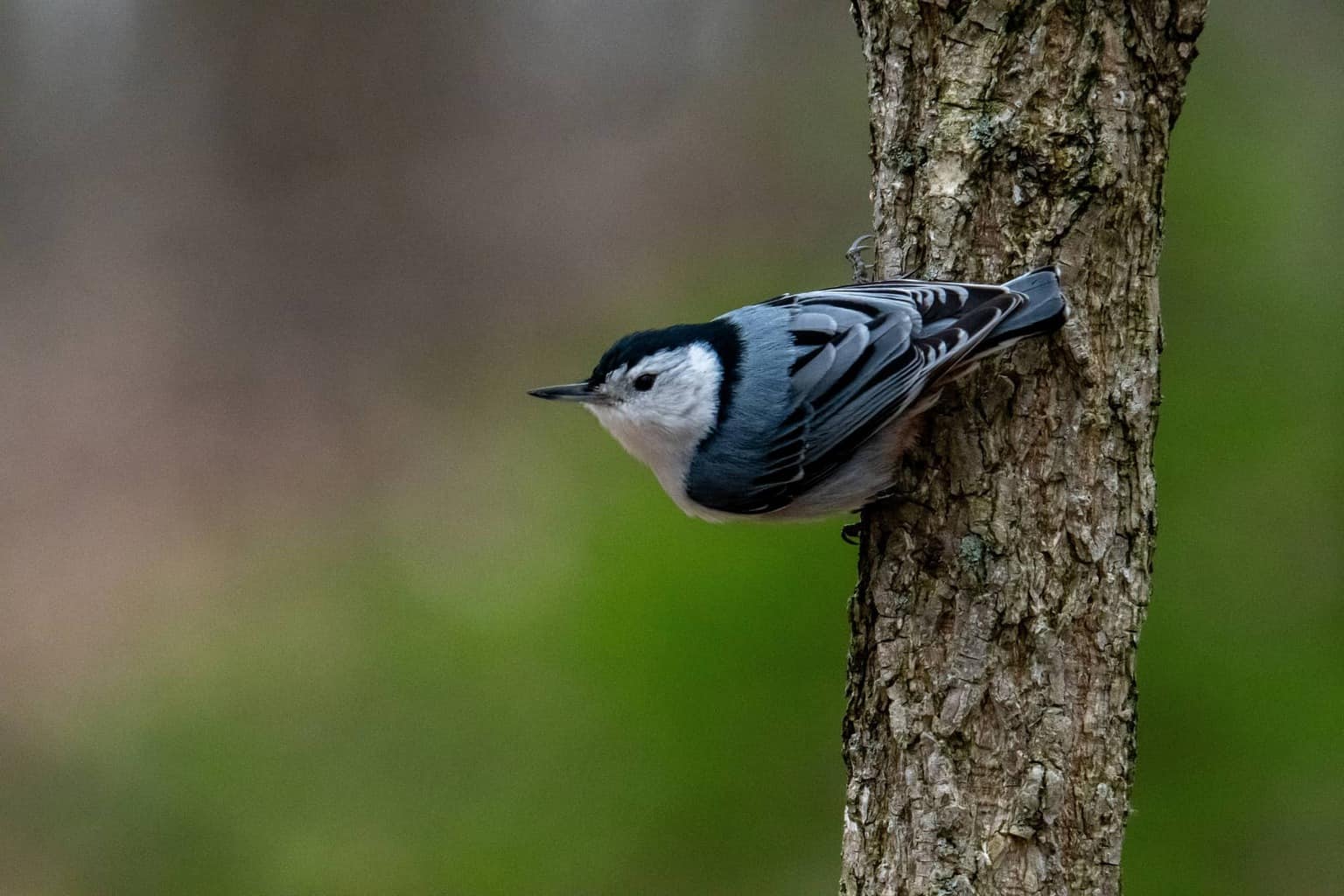 14 pájaros que parecen arrendajos azules: la guía definitiva sobre pájaros