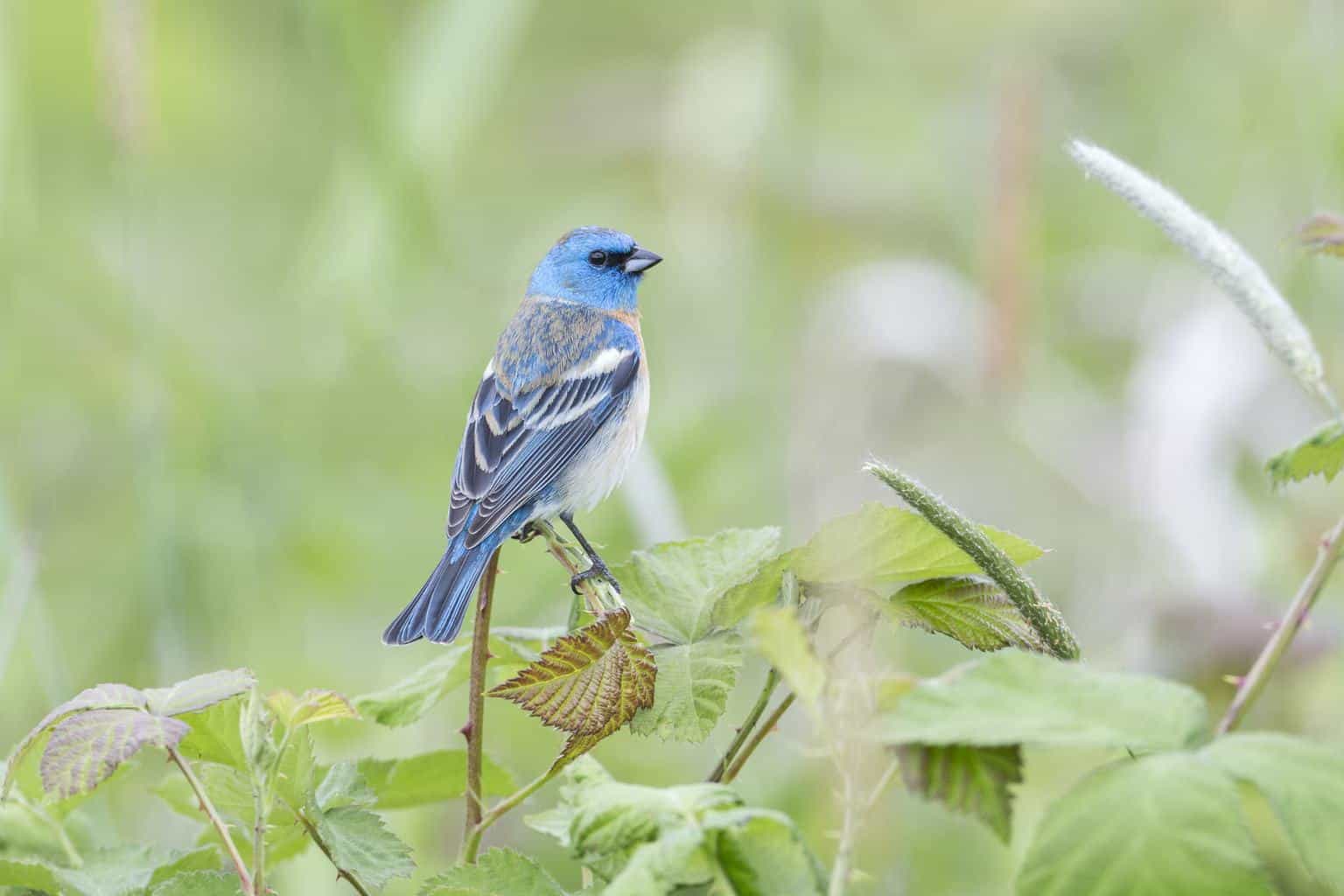 14 pájaros que parecen arrendajos azules: la guía definitiva sobre pájaros
