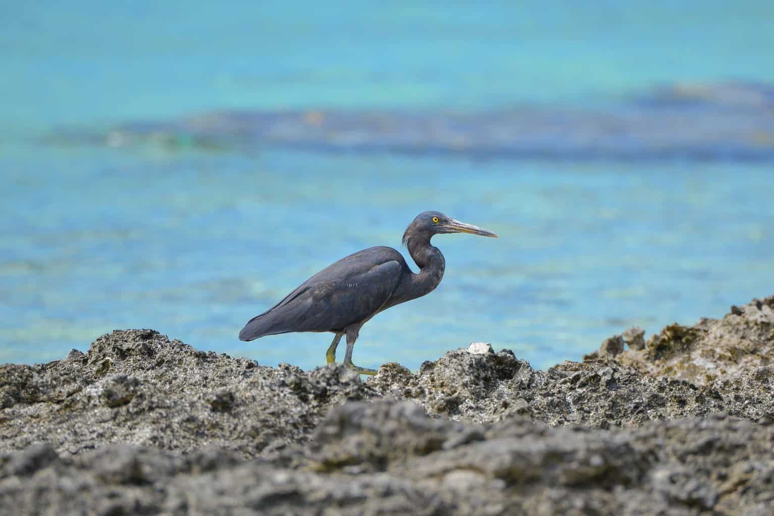 Identificación de garzas, garcetas y más