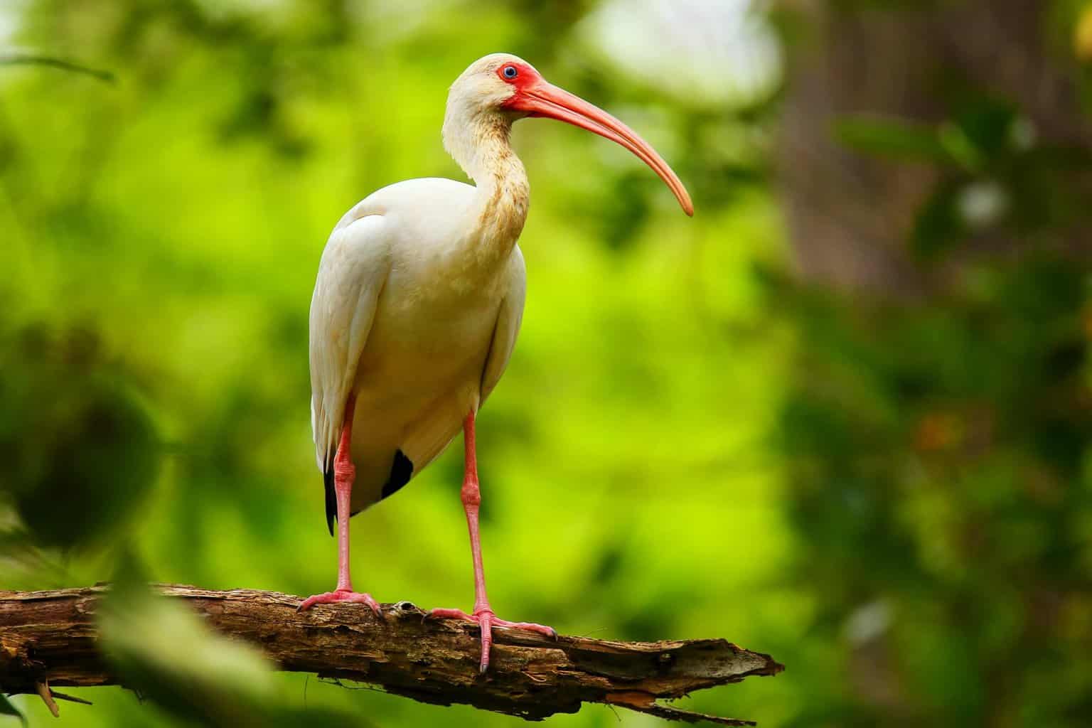 Identificación de garzas, garcetas y más
