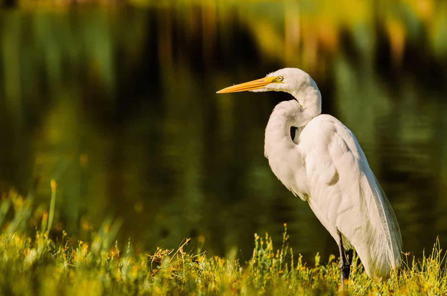 Identificación de garzas, garcetas y más