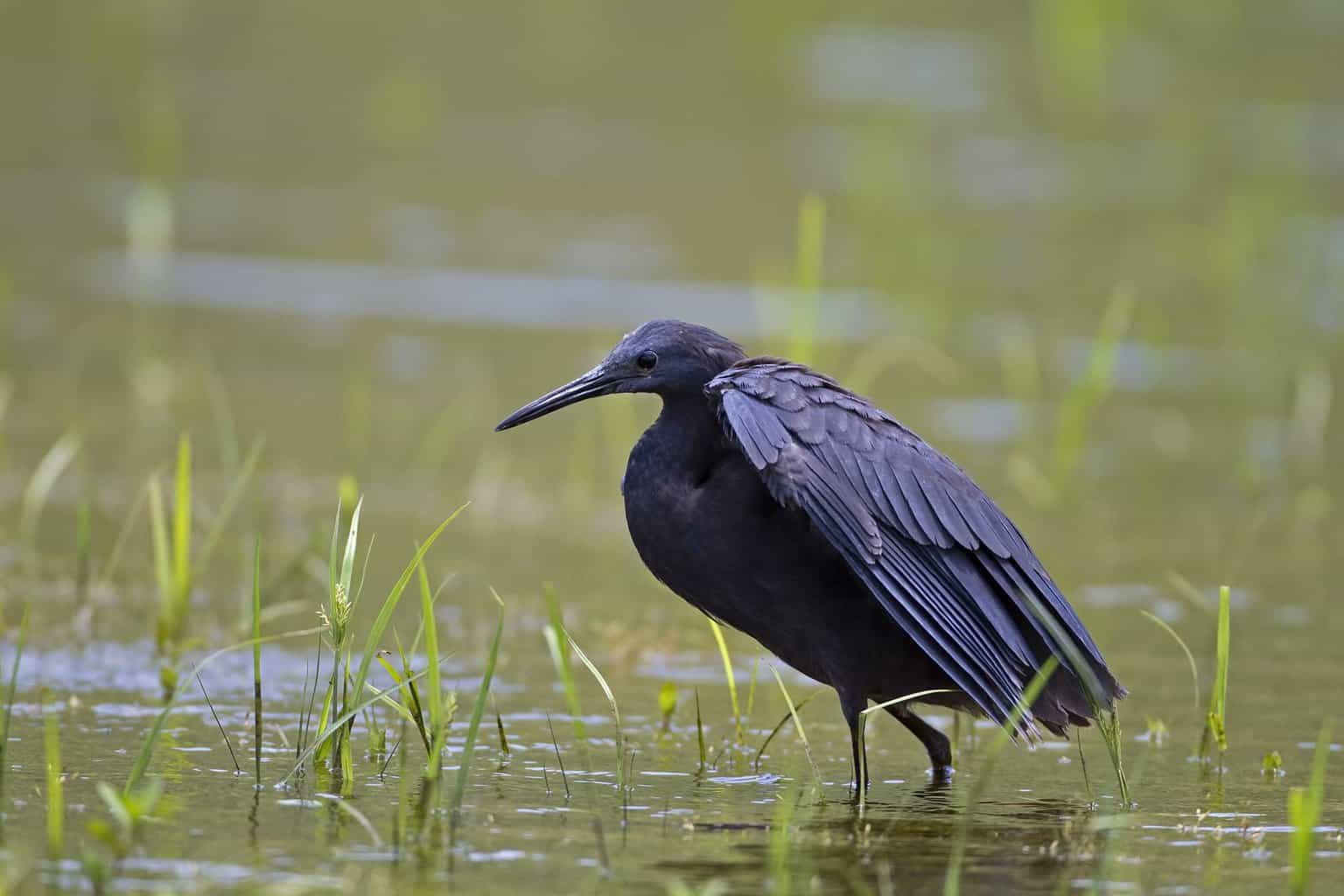Identificación de garzas, garcetas y más