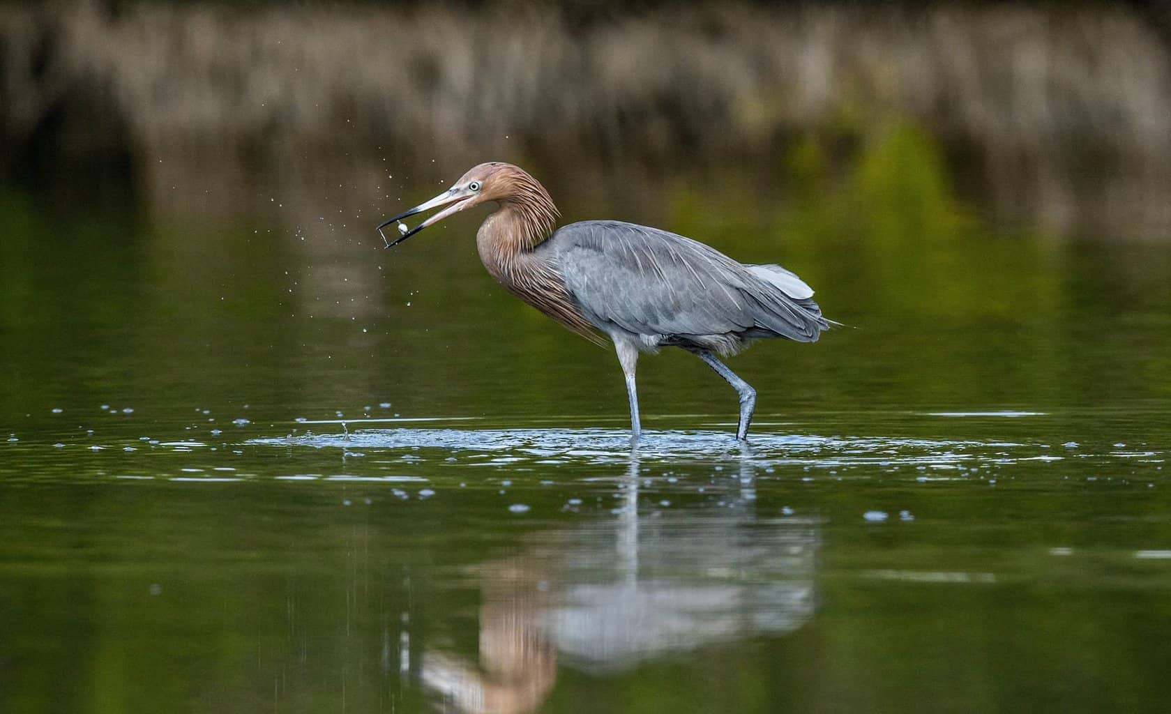 Identificación de garzas, garcetas y más