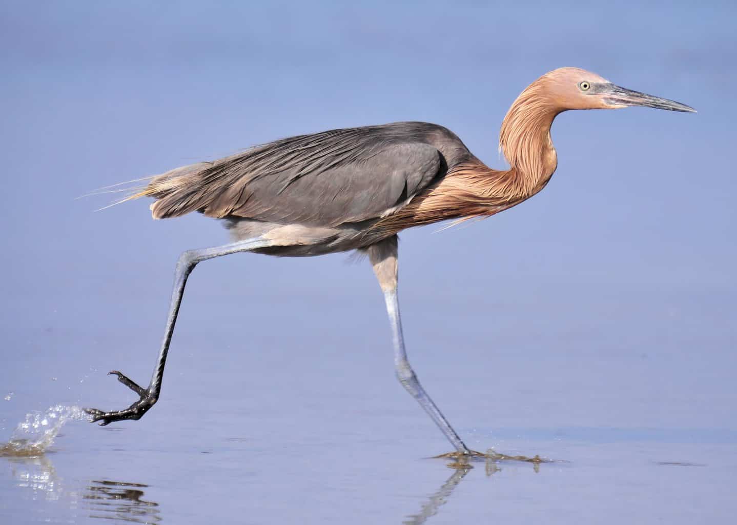 Identificación de garzas, garcetas y más