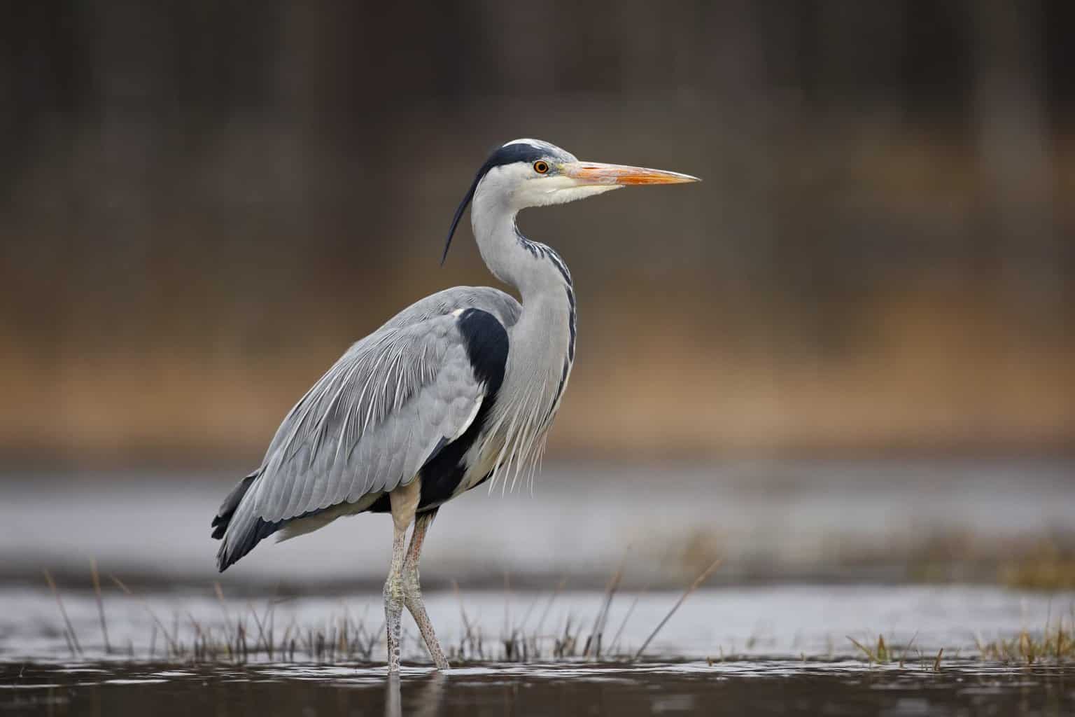 Identificación de garzas, garcetas y más