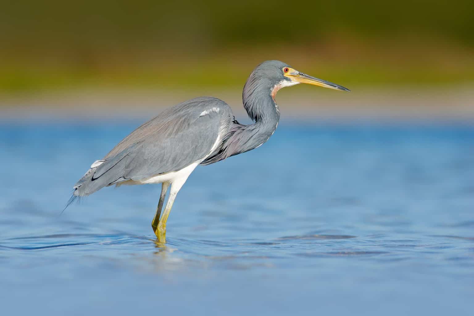 Identificación de garzas, garcetas y más