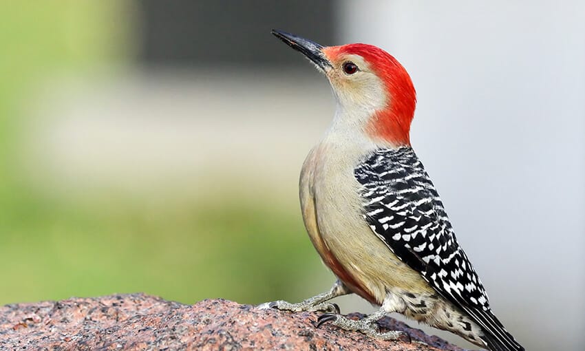 Los pájaros carpinteros de Central Park, Nueva York (Imágenes)