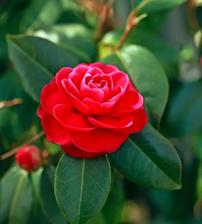 Una guía para principiantes para cultivar un arbusto de camelia