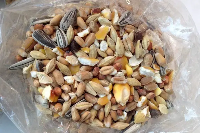 9 alimentos que nunca debes darles de comer a las aves