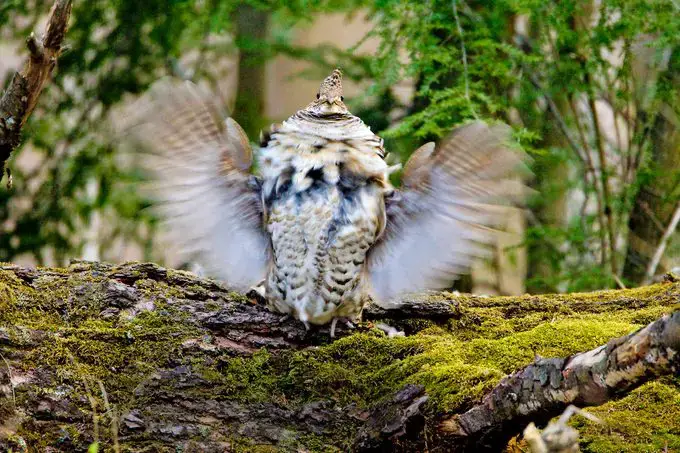 Rituales de apareamiento de aves: el amor está en el aire