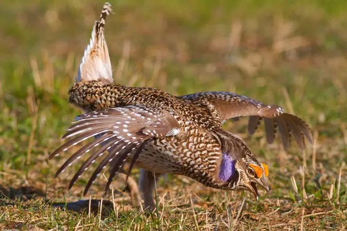 Rituales de apareamiento de aves: el amor está en el aire