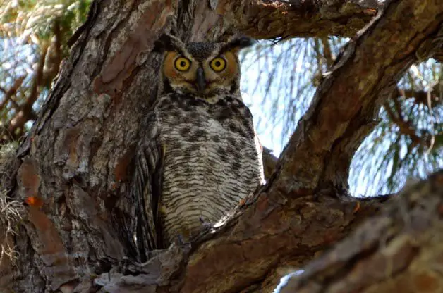 Rituales de apareamiento de aves: el amor está en el aire