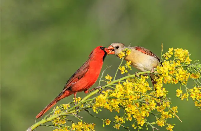 Rituales de apareamiento de aves: el amor está en el aire