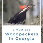 8 pájaros carpinteros imperdibles en Georgia