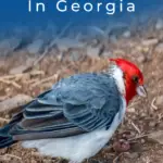 8 pájaros carpinteros imperdibles en Georgia