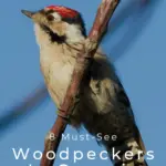 8 pájaros carpinteros imperdibles en Georgia