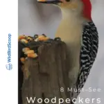 8 pájaros carpinteros imperdibles en Georgia