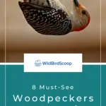 8 pájaros carpinteros imperdibles en Georgia