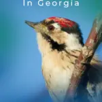 8 pájaros carpinteros imperdibles en Georgia