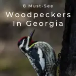 8 pájaros carpinteros imperdibles en Georgia