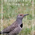 8 pájaros carpinteros imperdibles en Georgia