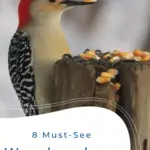 8 pájaros carpinteros imperdibles en Georgia