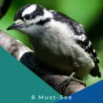 8 pájaros carpinteros imperdibles en Georgia