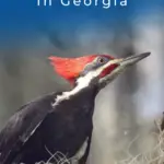 8 pájaros carpinteros imperdibles en Georgia