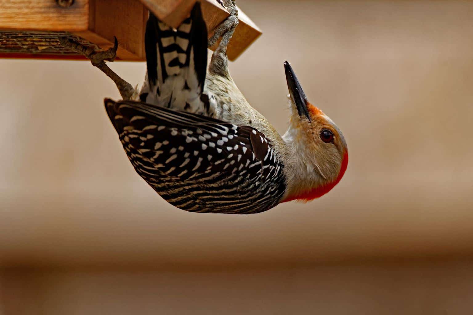 8 pájaros carpinteros imperdibles en Georgia