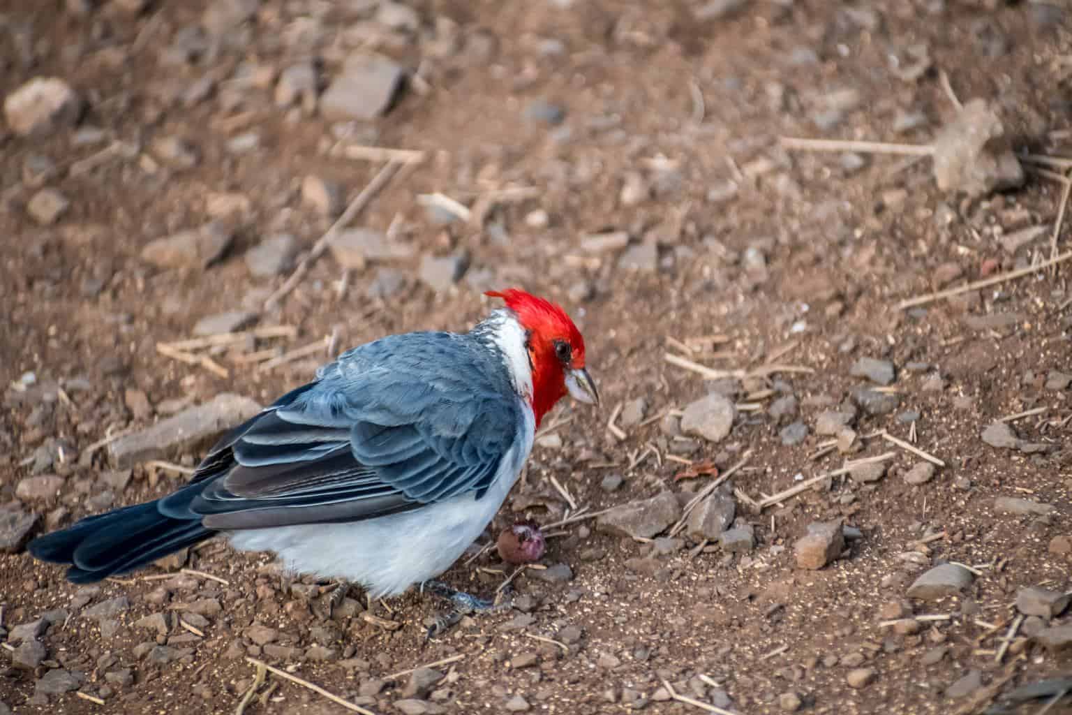 8 pájaros carpinteros imperdibles en Georgia