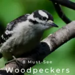 8 pájaros carpinteros imperdibles en Georgia