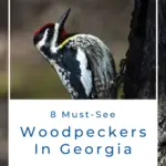 8 pájaros carpinteros imperdibles en Georgia