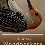 8 pájaros carpinteros imperdibles en Georgia