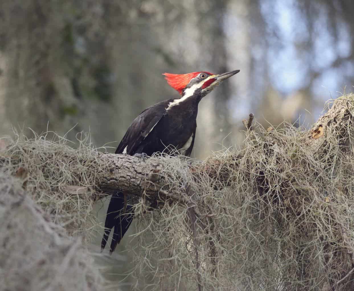 8 pájaros carpinteros imperdibles en Georgia