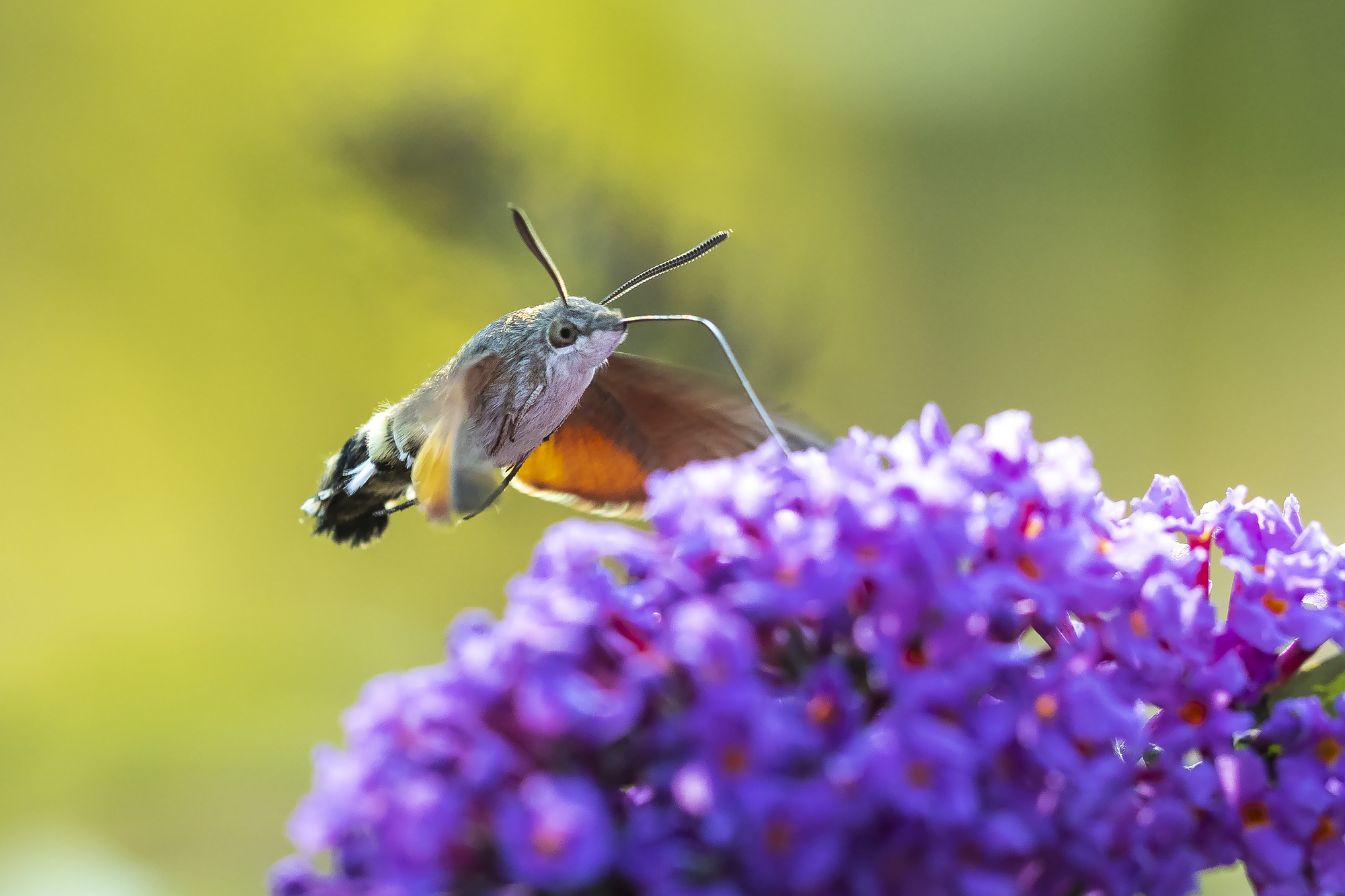 ¡3 pájaros que parecen colibríes y una polilla!