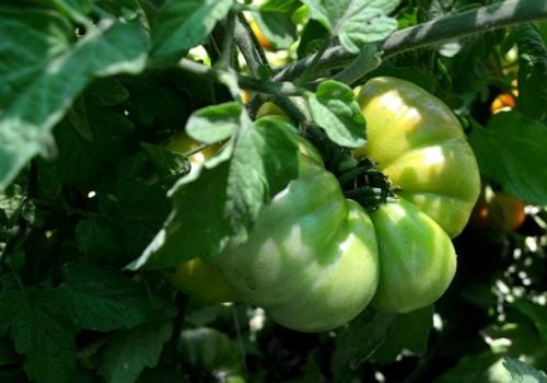 ¿Debe cultivar tomates Heirloom o híbridos?