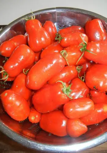 ¿Debe cultivar tomates Heirloom o híbridos?