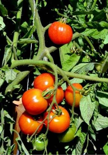¿Debe cultivar tomates Heirloom o híbridos?