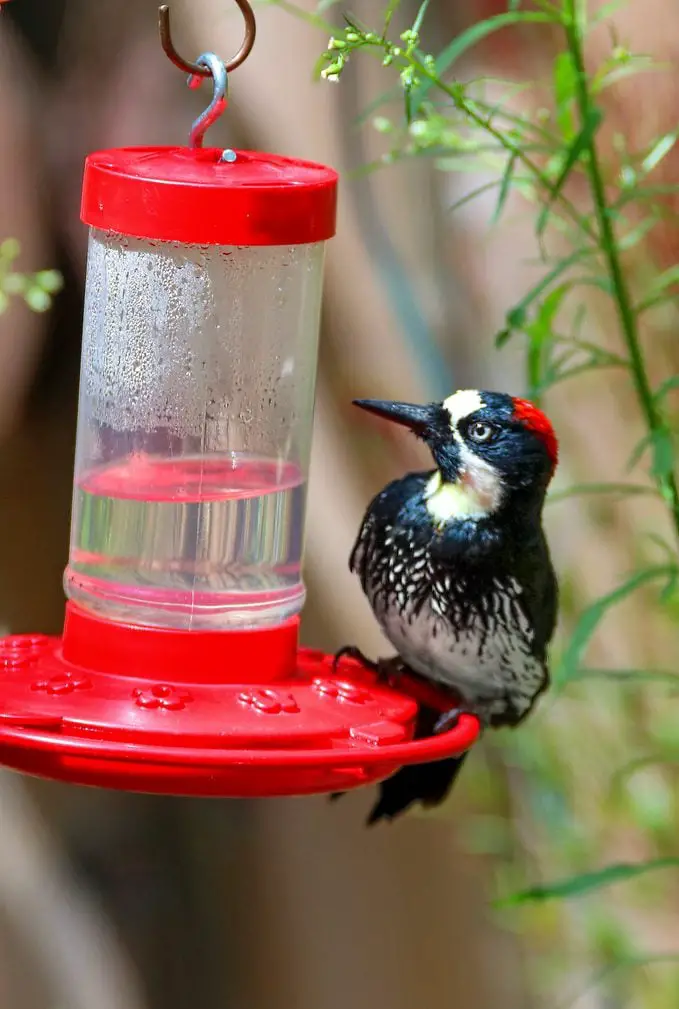 Conozca al pájaro carpintero bellotero: el mejor acumulador