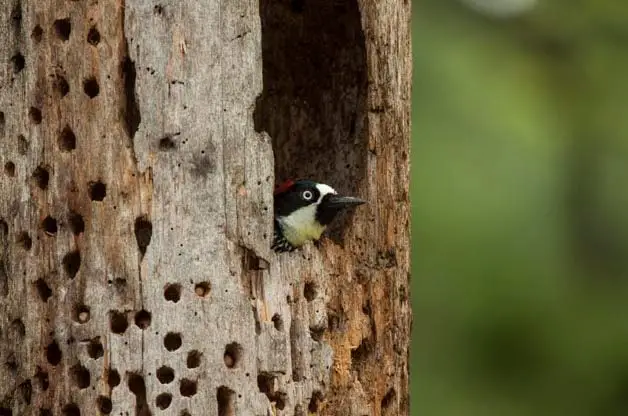 Conozca al pájaro carpintero bellotero: el mejor acumulador