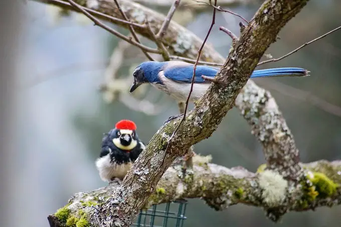 Conozca al pájaro carpintero bellotero: el mejor acumulador