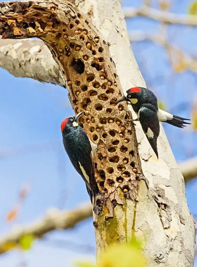 Conozca al pájaro carpintero bellotero: el mejor acumulador