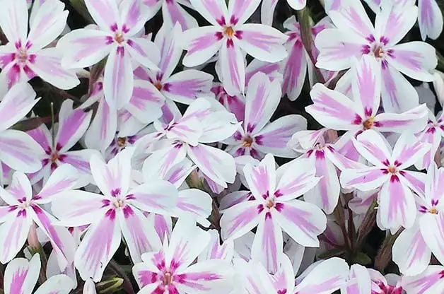 Las 10 mejores flores anuales de rápido crecimiento