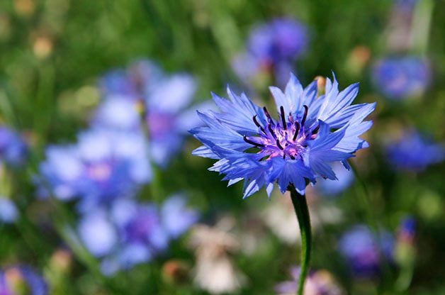 Las 10 mejores flores anuales de rápido crecimiento