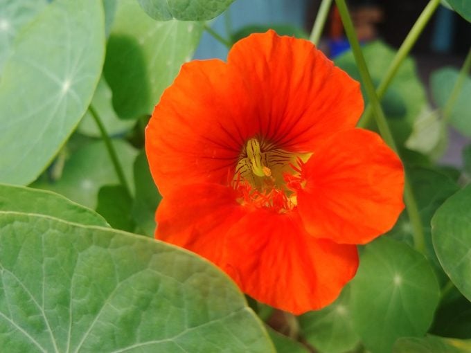 Las 10 mejores flores anuales de rápido crecimiento