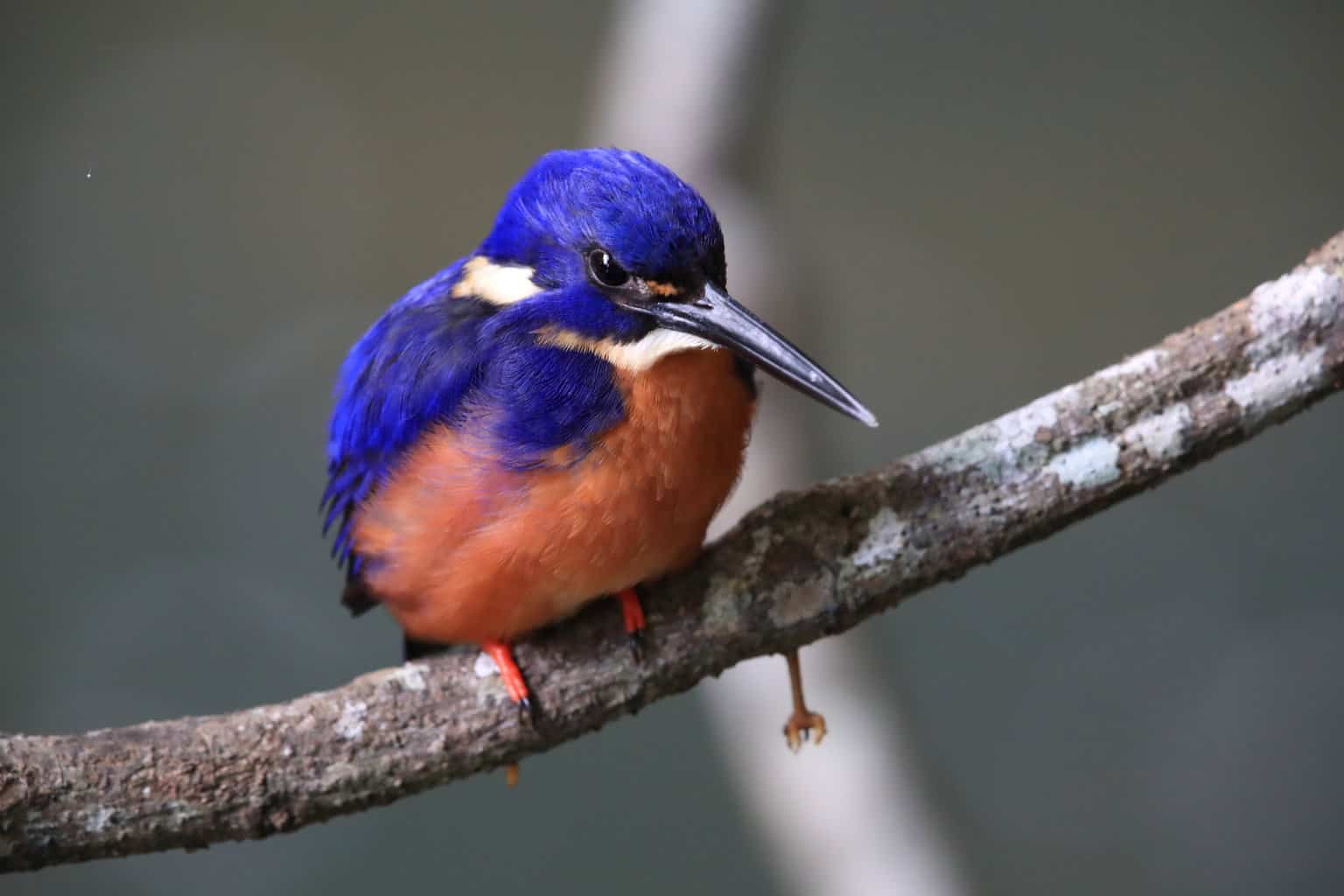 16 pájaros que parecen martines pescadores